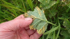 Puccinia heraclei