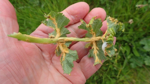 Puccinia heraclei
