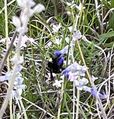 Bombus pensylvanicus