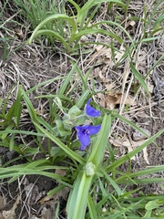 Tradescantia bracteata