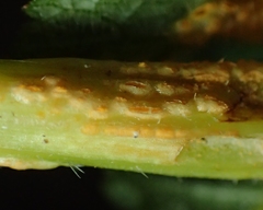 Puccinia heraclei