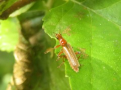 Cantharis cryptica