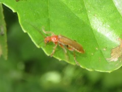 Cantharis cryptica