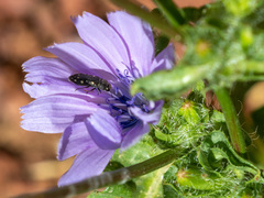 Acmaeodera bipunctata