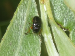 Cryptocephalus ocellatus