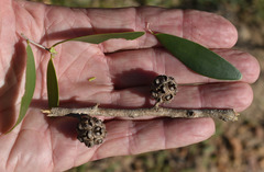 Asteromyrtus symphyocarpa