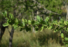 Excoecaria parvifolia