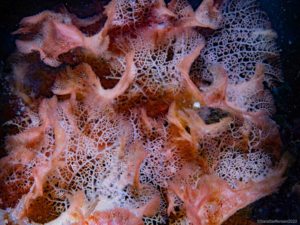 Vanvoorstia coccinea (Vanvoorstia coccinea)