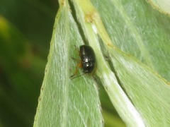 Cryptocephalus ocellatus