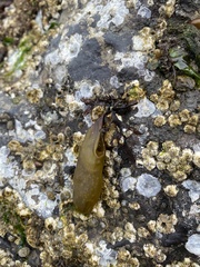 Halosaccion glandiforme