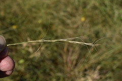 Aristida superpendens