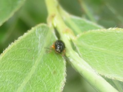 Cryptocephalus ocellatus