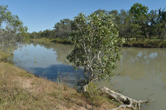 Melaleuca viridiflora