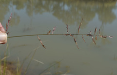 Eragrostis schultzii