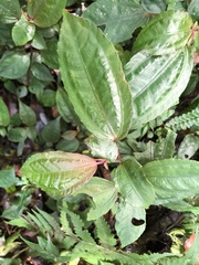 Pilea somae