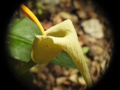 Arum creticum