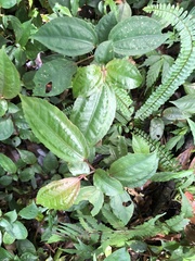 Pilea somae