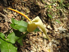 Arum creticum