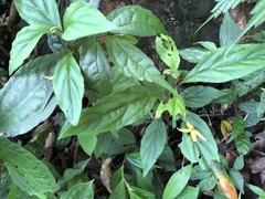 Lysimachia ardisioides
