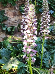 Acanthus mollis