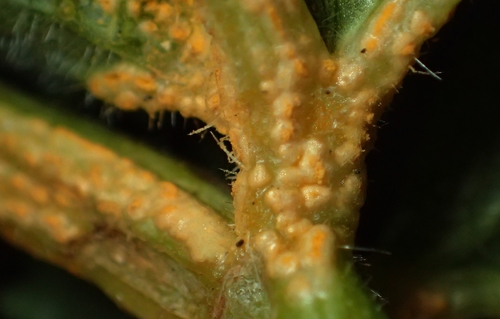 Puccinia heraclei