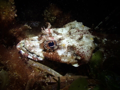 Thysanophrys cirronasus