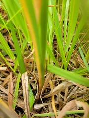 Carex hyalinolepis
