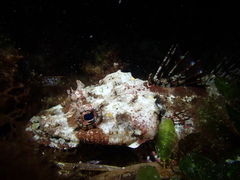 Thysanophrys cirronasus