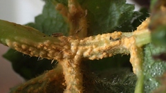 Puccinia heraclei