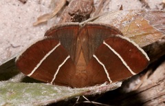 Argyrostrotis quadrifilaris