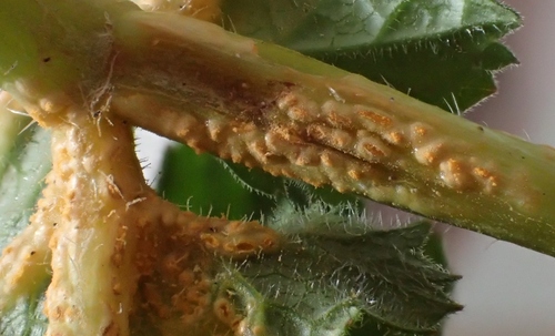 Puccinia heraclei