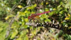 Trithemis selika