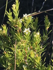 Diosma aristata