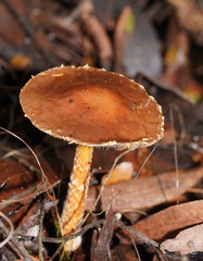 Stropharia formosa