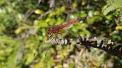 Trithemis selika