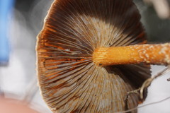 Stropharia formosa