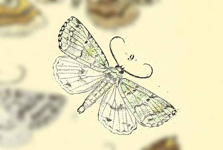 Leucolithodes lecideata
