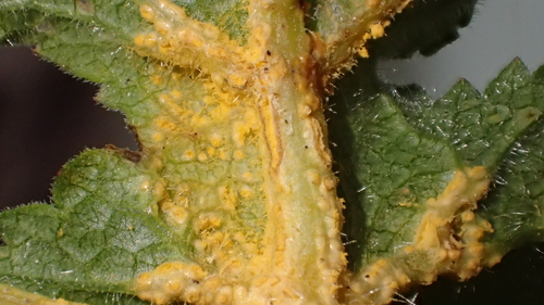 Puccinia heraclei