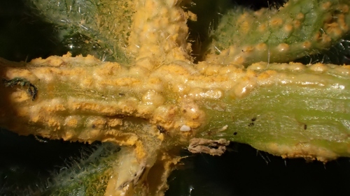Puccinia heraclei