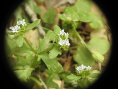 Valerianella echinata