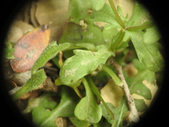 Valerianella echinata