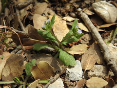 Valerianella echinata
