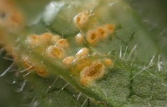 Puccinia heraclei