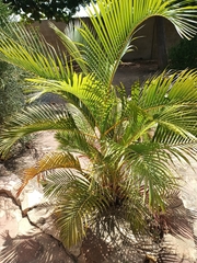 Arecaceae