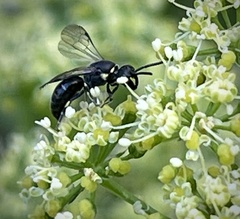 Hylaeus modestus