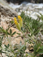Chamaecytisus pygmaeus