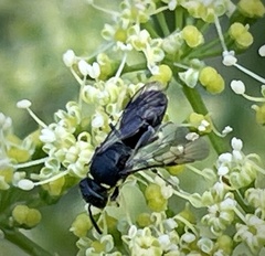 Hylaeus modestus