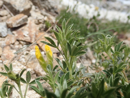 Chamaecytisus pygmaeus, photograph 1