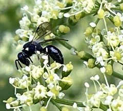 Hylaeus modestus