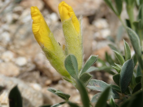 Chamaecytisus pygmaeus, photograph 2